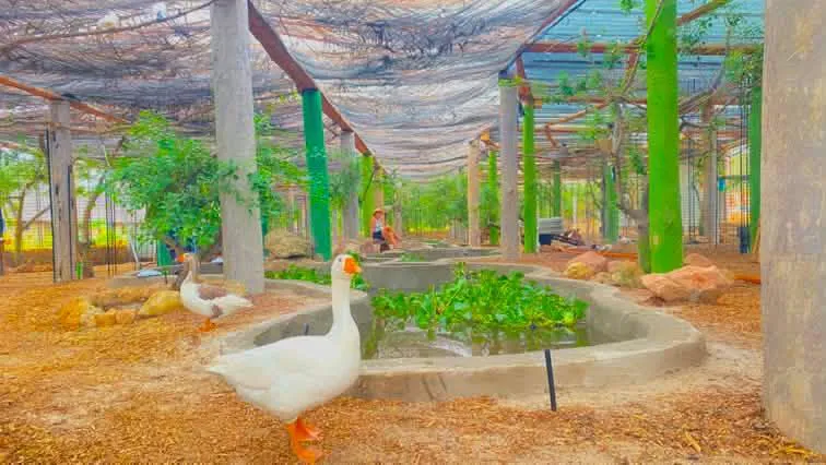 Geese beside the resort's aquaponics pond